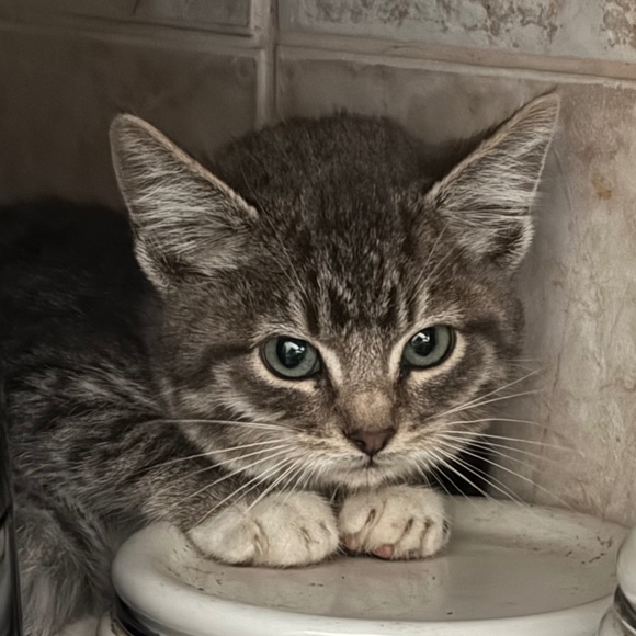 Meet your Posher, Gary - Picture 1 of 1